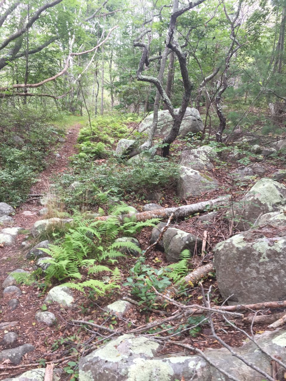 A rocky hiking trail in Gloucester, Massachusetts. Ferns grow by the path, which winds through the woods and between the lichen-covered trees.