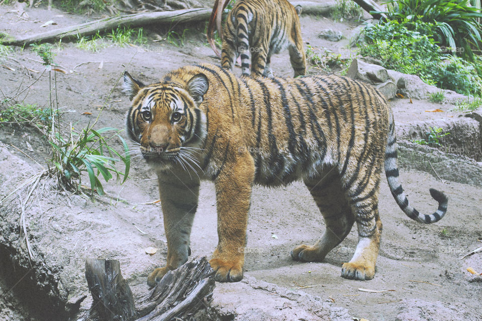 Crouching Tiger 