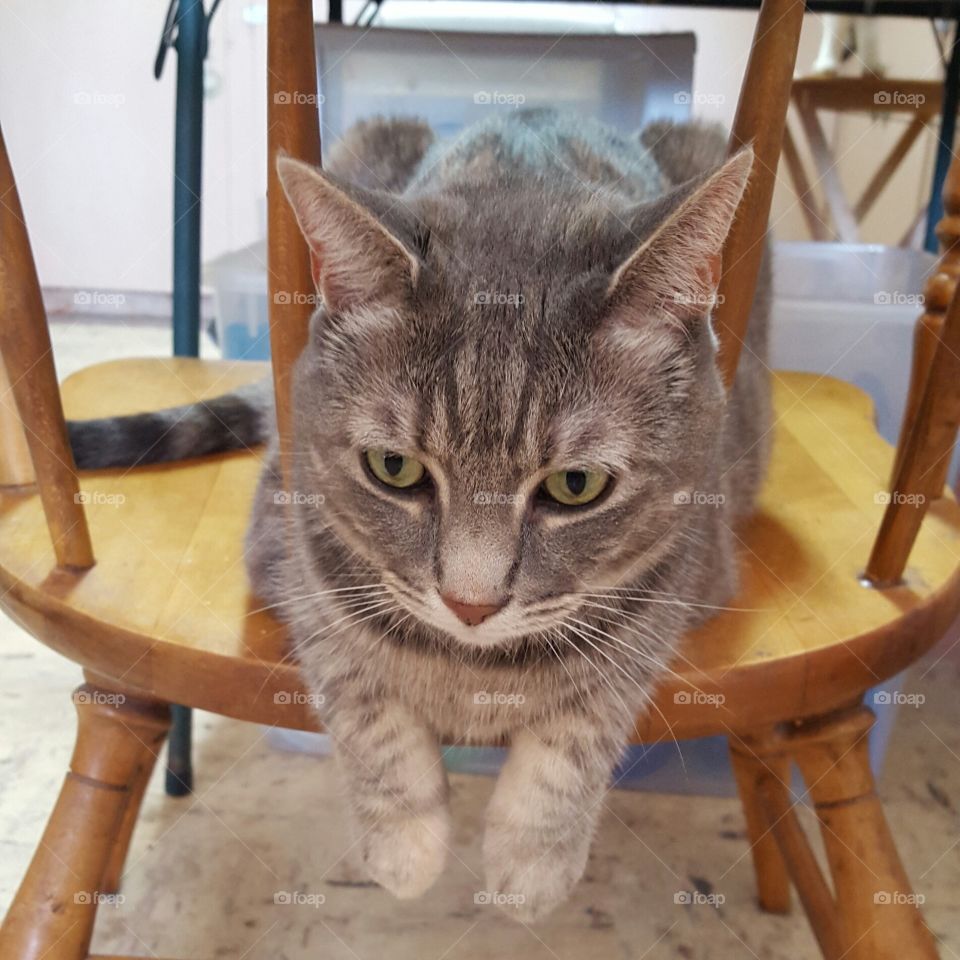 Kitty in the Chair