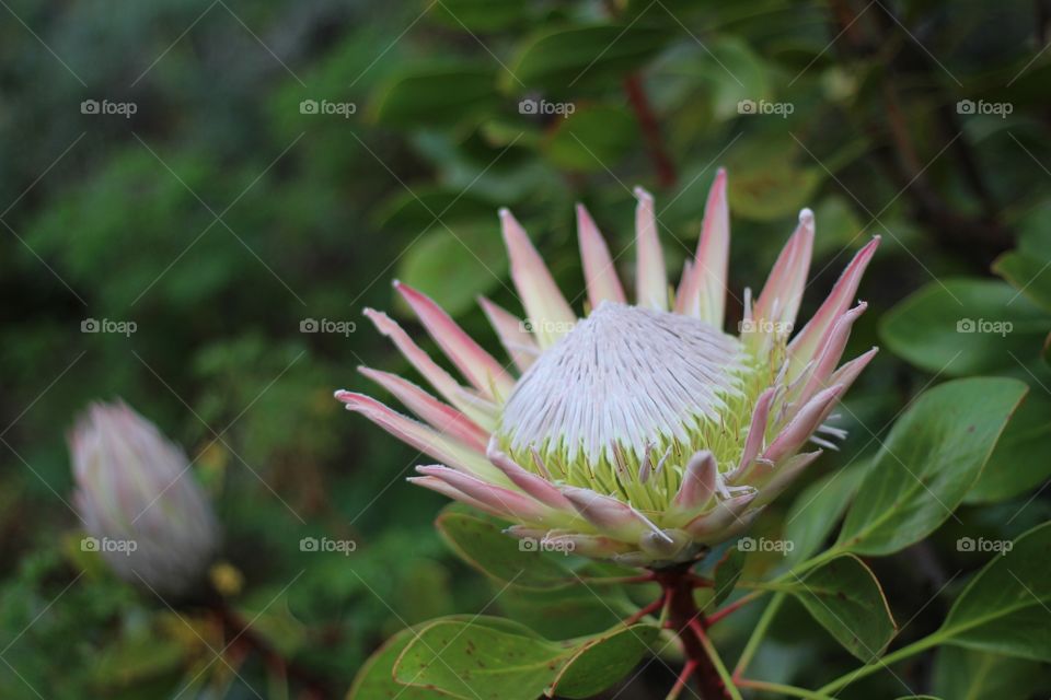 Protea in bloom