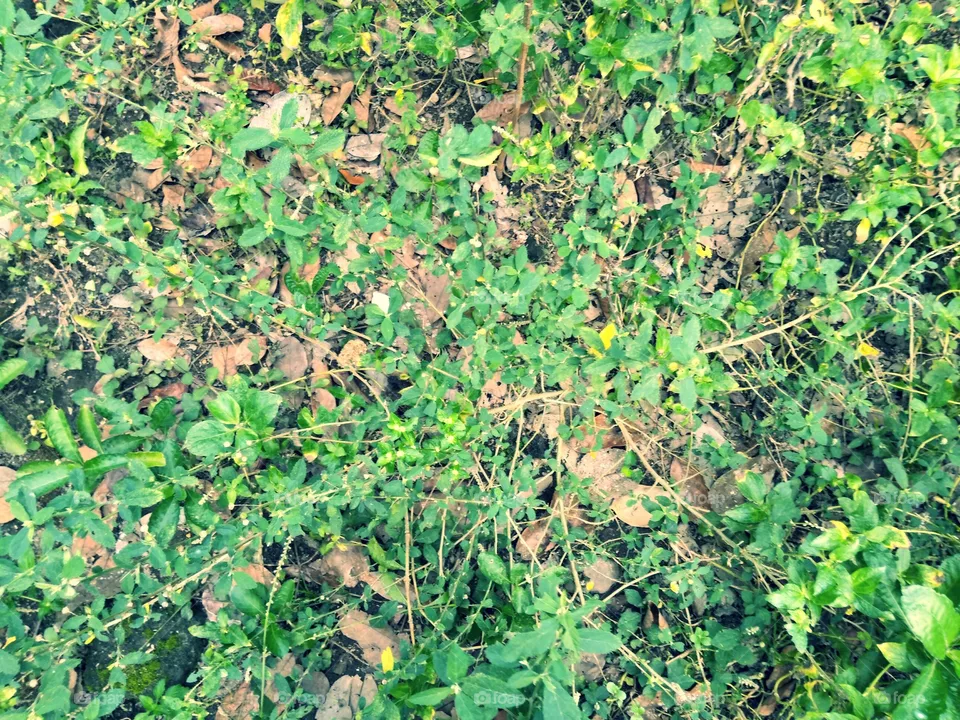 Shrub