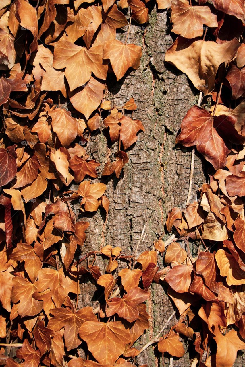 forest motifs background