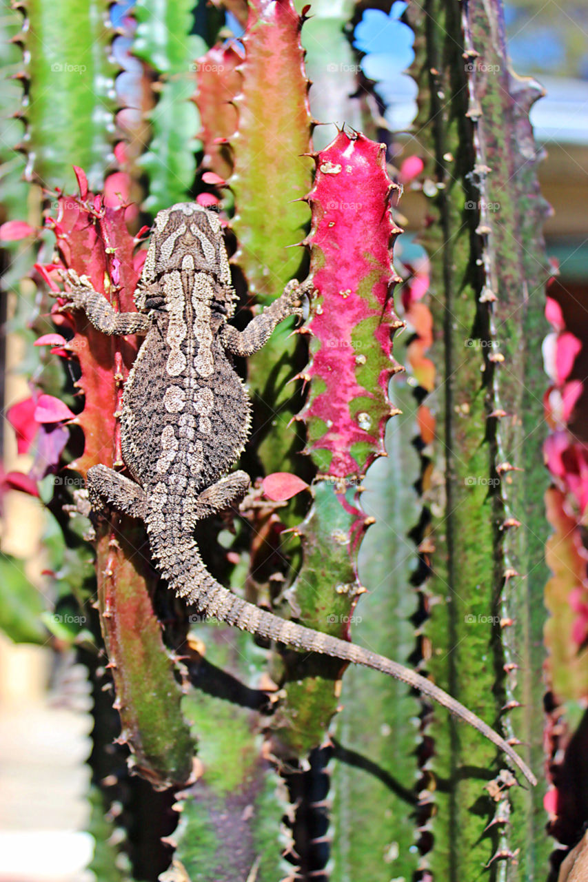Lizard on cactus plant