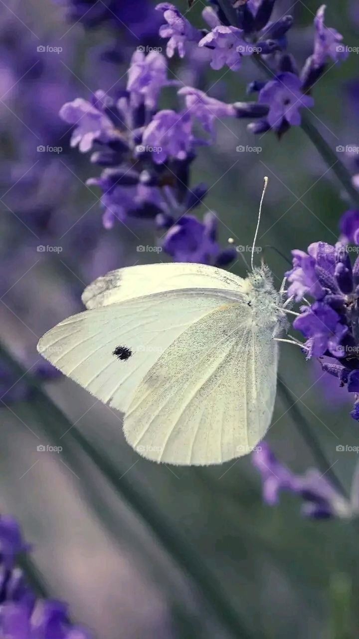 A very beautiful picture, and there is no better picture than it. There is no better picture of green herbs and colorful, red and white roses than it. Glory be to God, the natural and picturesque view, and there is no more wonderful picture than it.