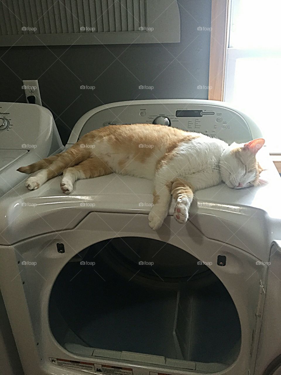Cat Doing Laundry