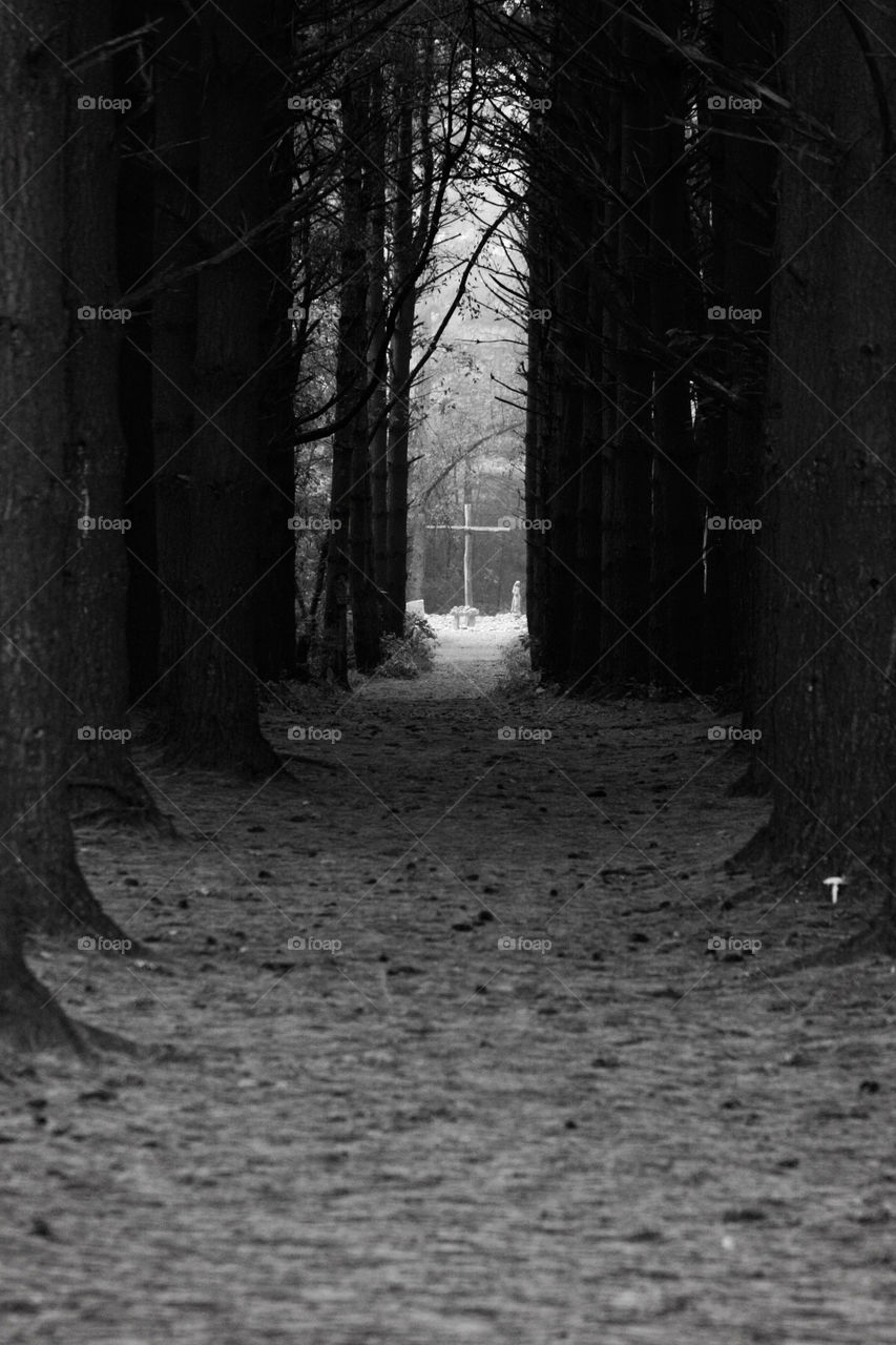 Black and white forest with cross