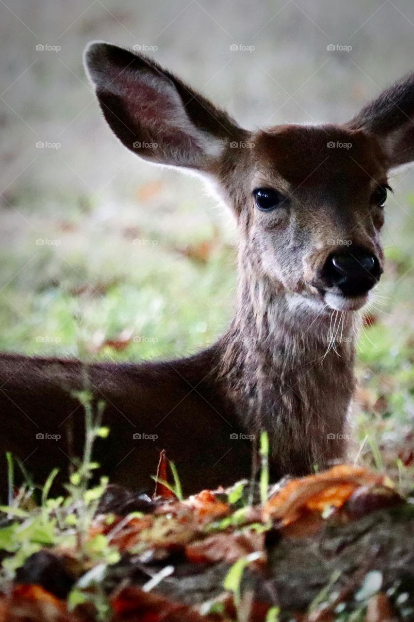 Young deer rests in the foliage near Point Defiance Park in Tacoma, Washington on a crisp fall evening 