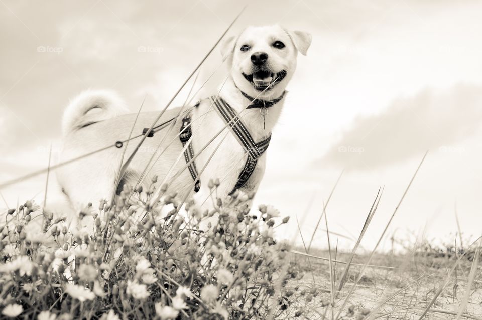 My dog Mickey on the beach