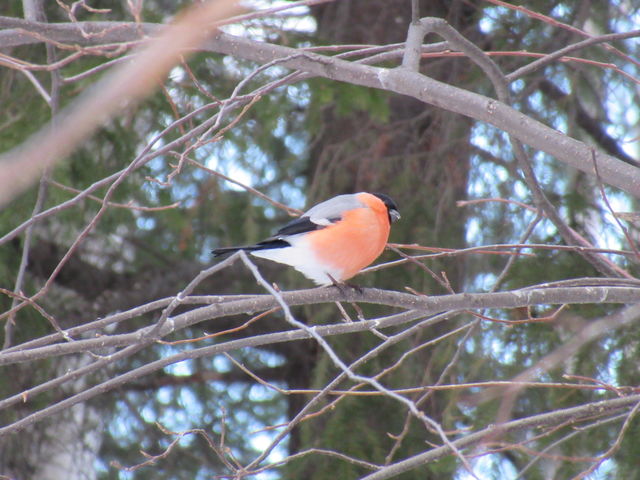 birds of Russia, the Ural bullfinch
