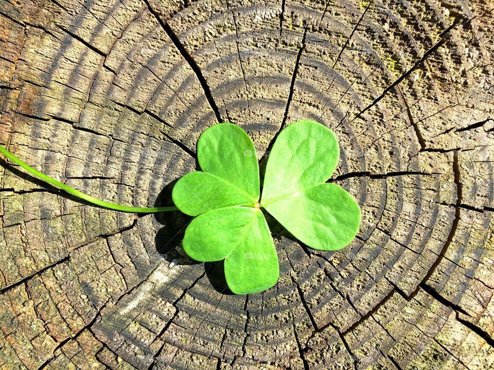 Shamrock