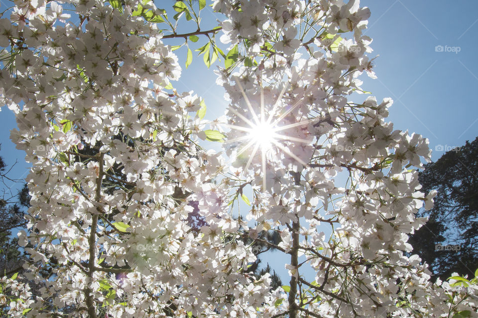 Sunlight through spring flowers 