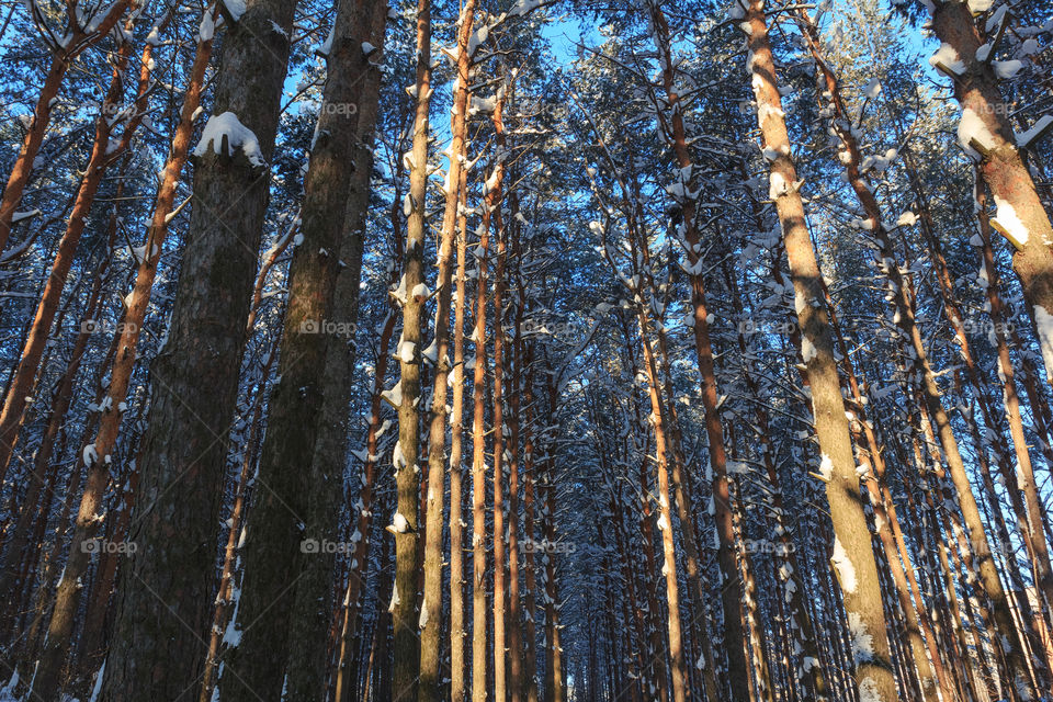 Pine-trees in winter