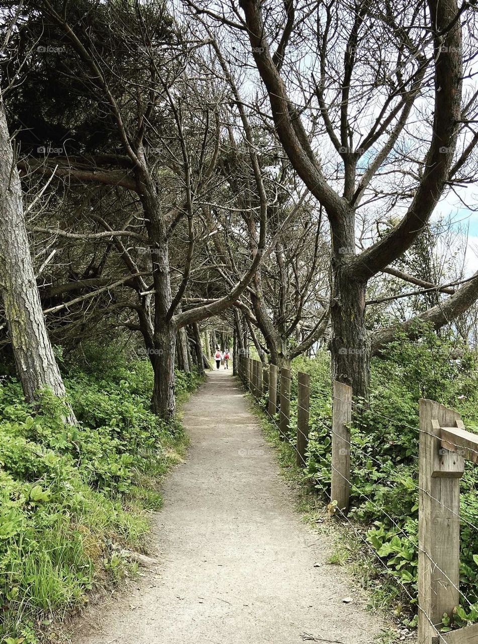 Walking path through the trees