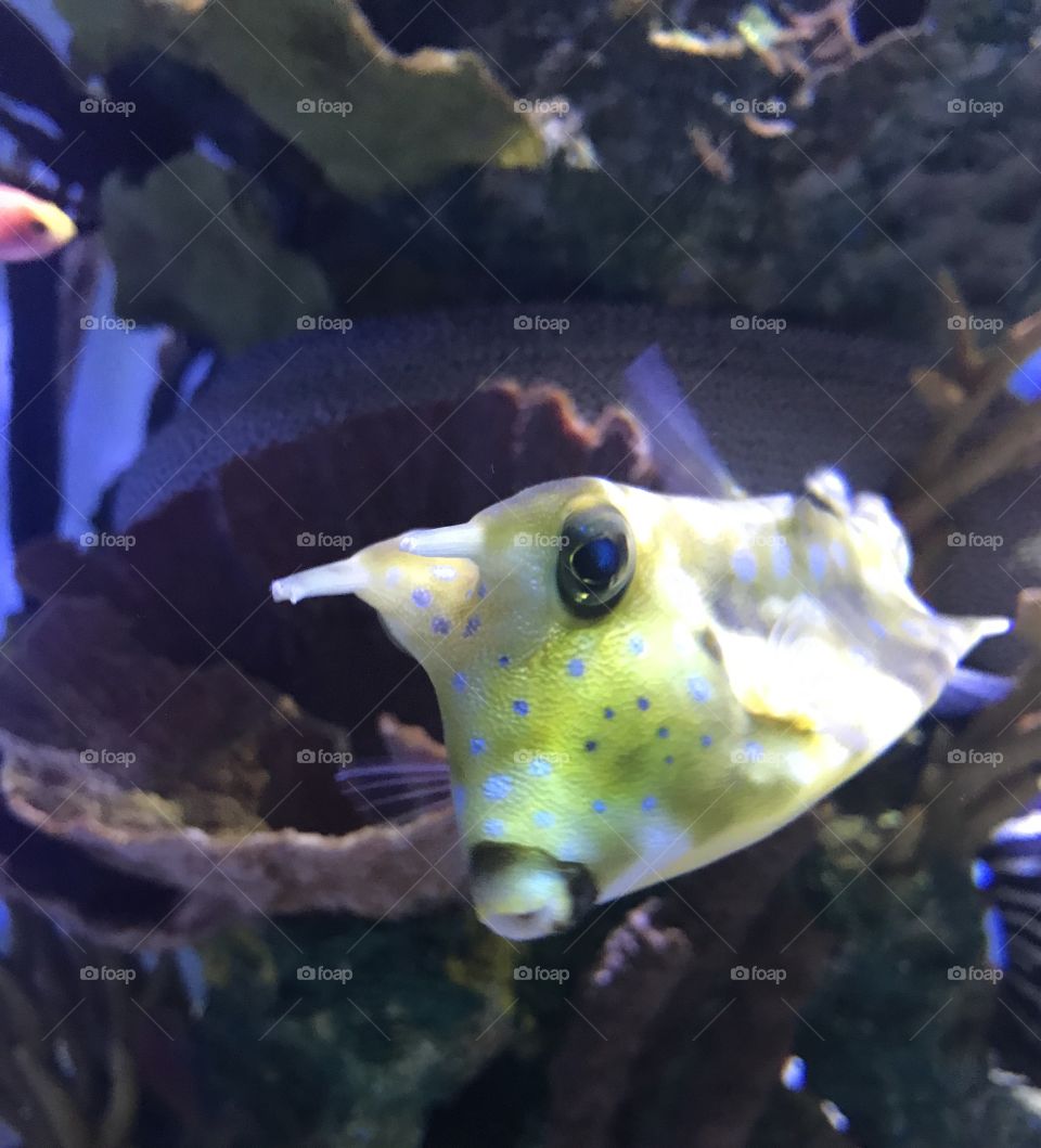 Exotic Tropical Fish 