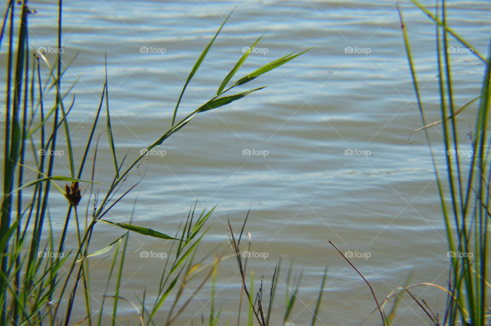 lake bulrush