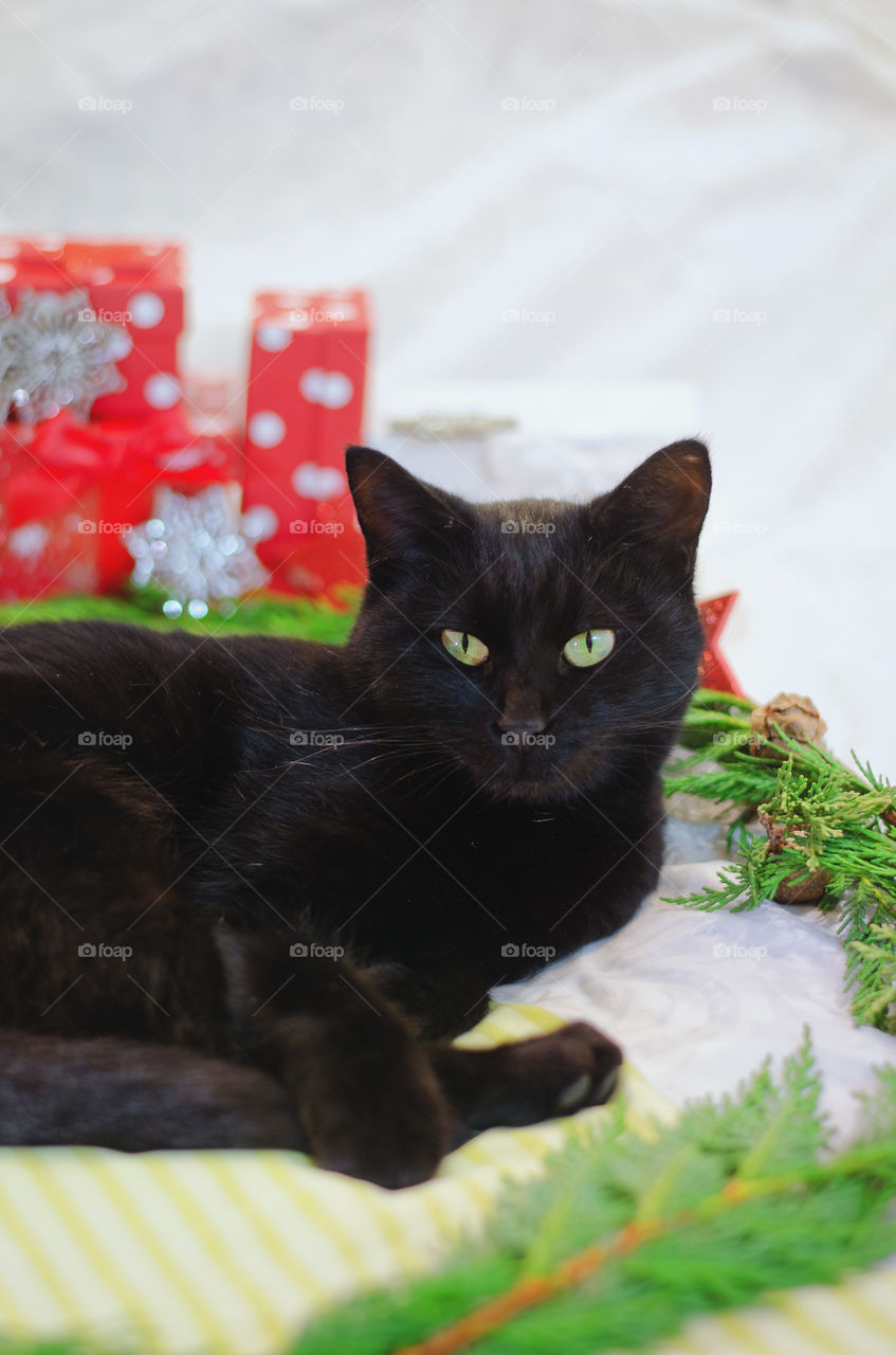 Background of the black cat with green eyes sitting and relaxing near Christmas decorations and pine branches at home. Christmas card. Winter card.