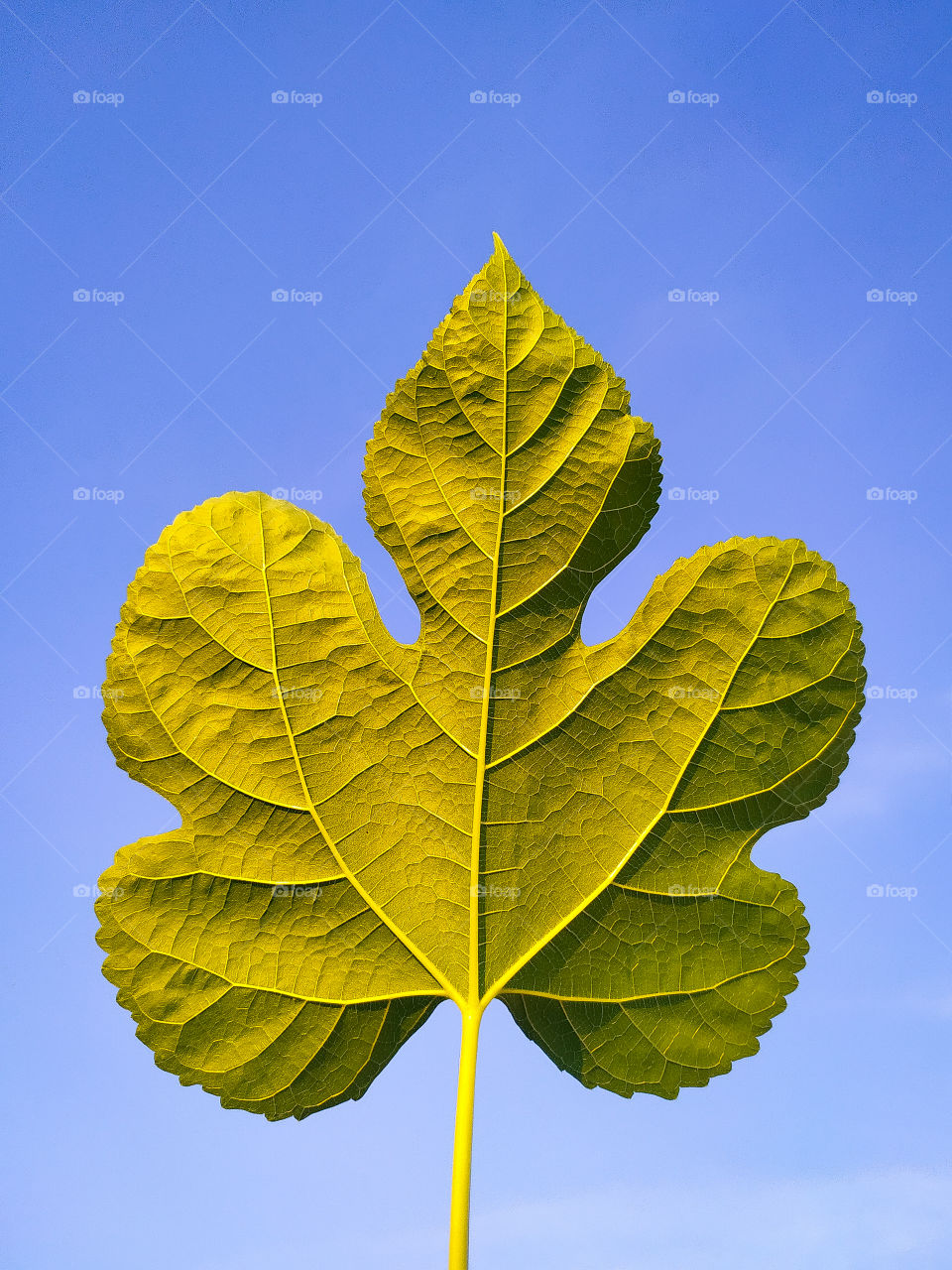 Fresh big mulberry leaf on blue background