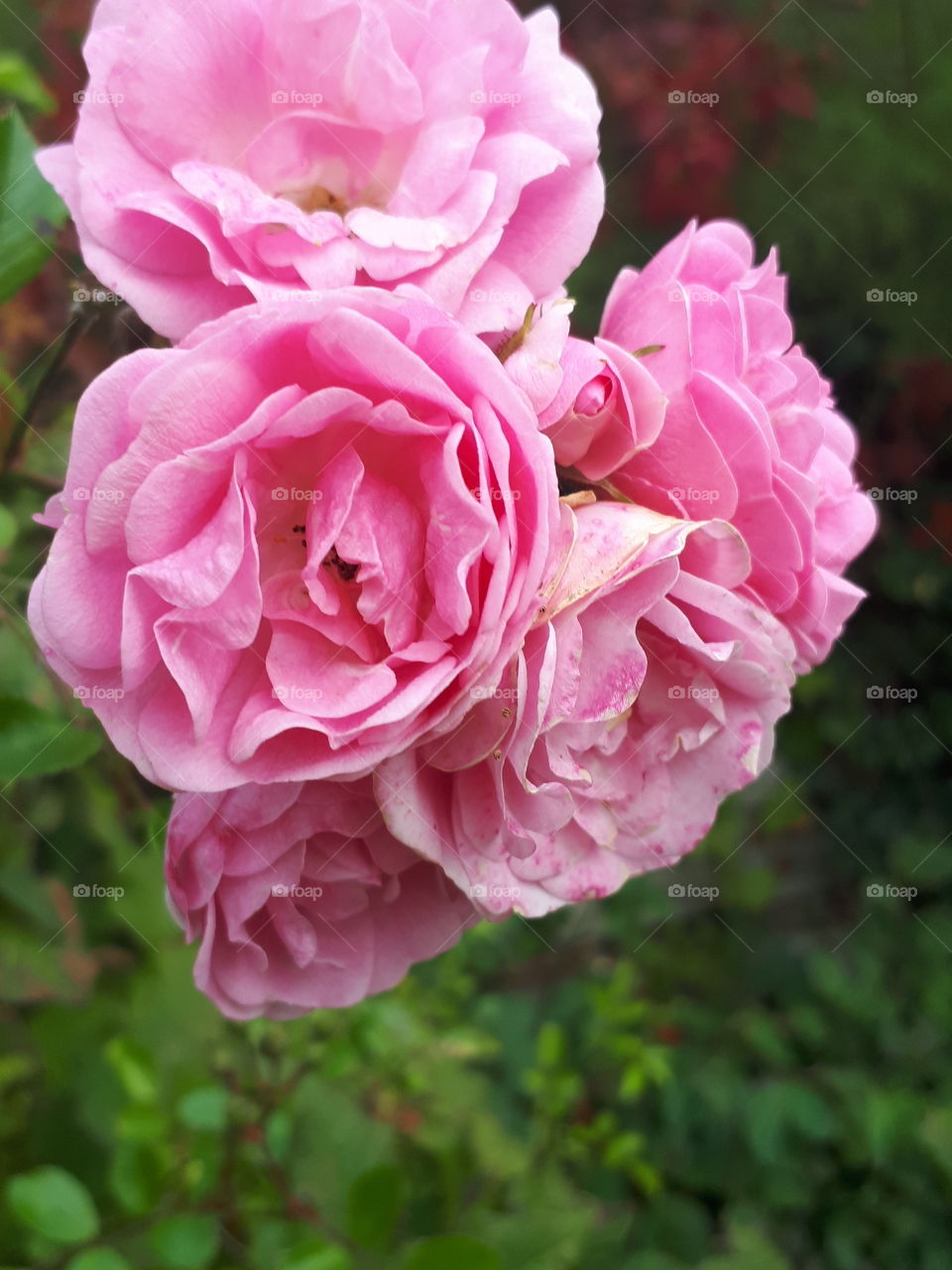 Pink Rose Flower