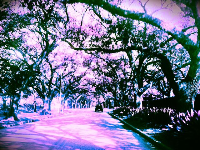 Purple Haze