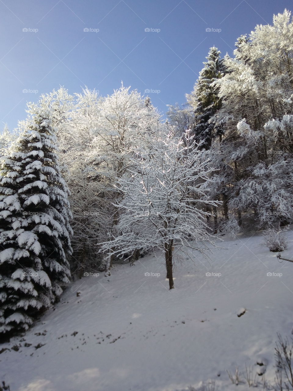 Bad Wildbad in winter