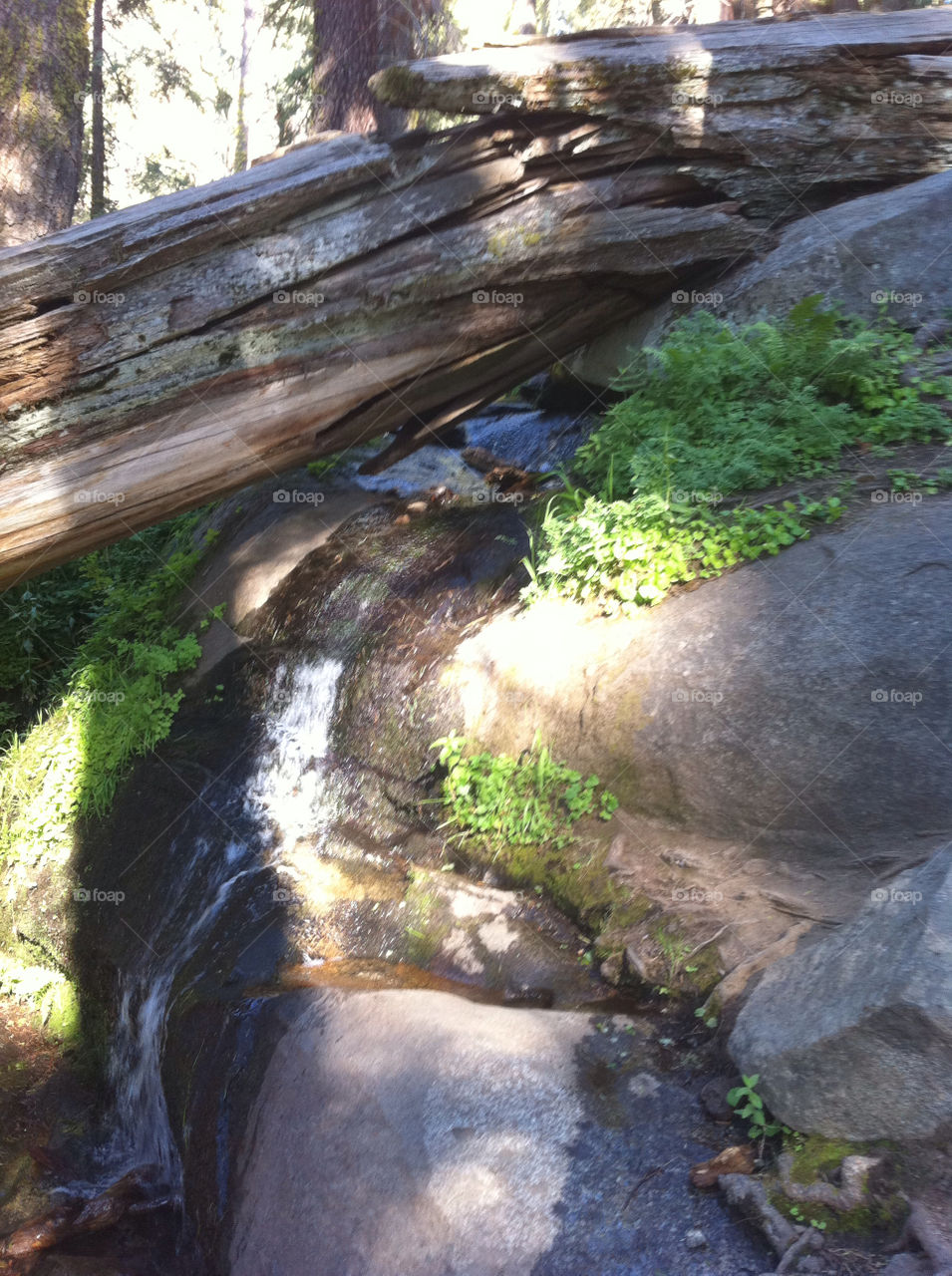 trees cut waterfalls united states by sabont