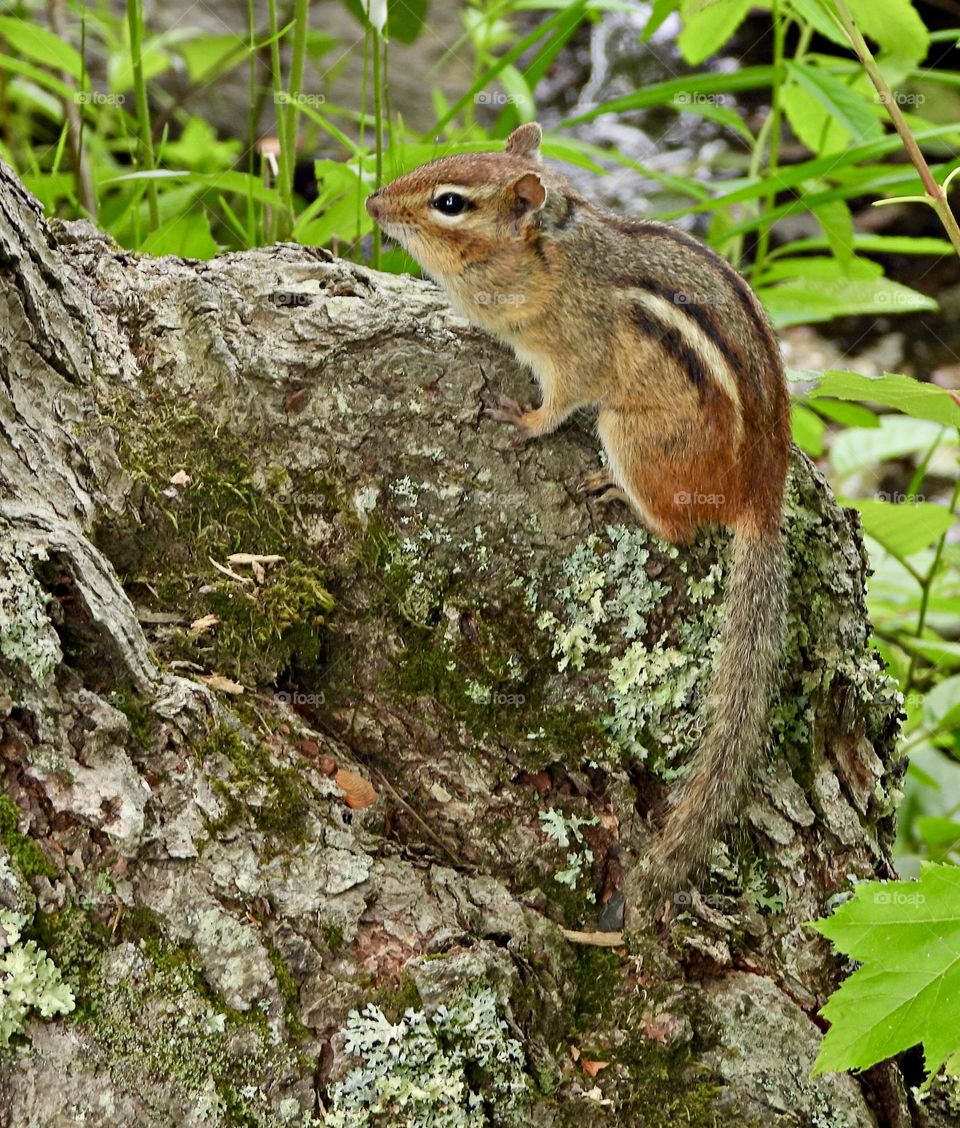 My Top Sumner Snaps - While walking through the woods on a recent summer vacation I came upon this little chipmunk sitting on a stump