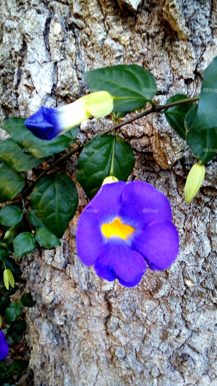 two purple flowers