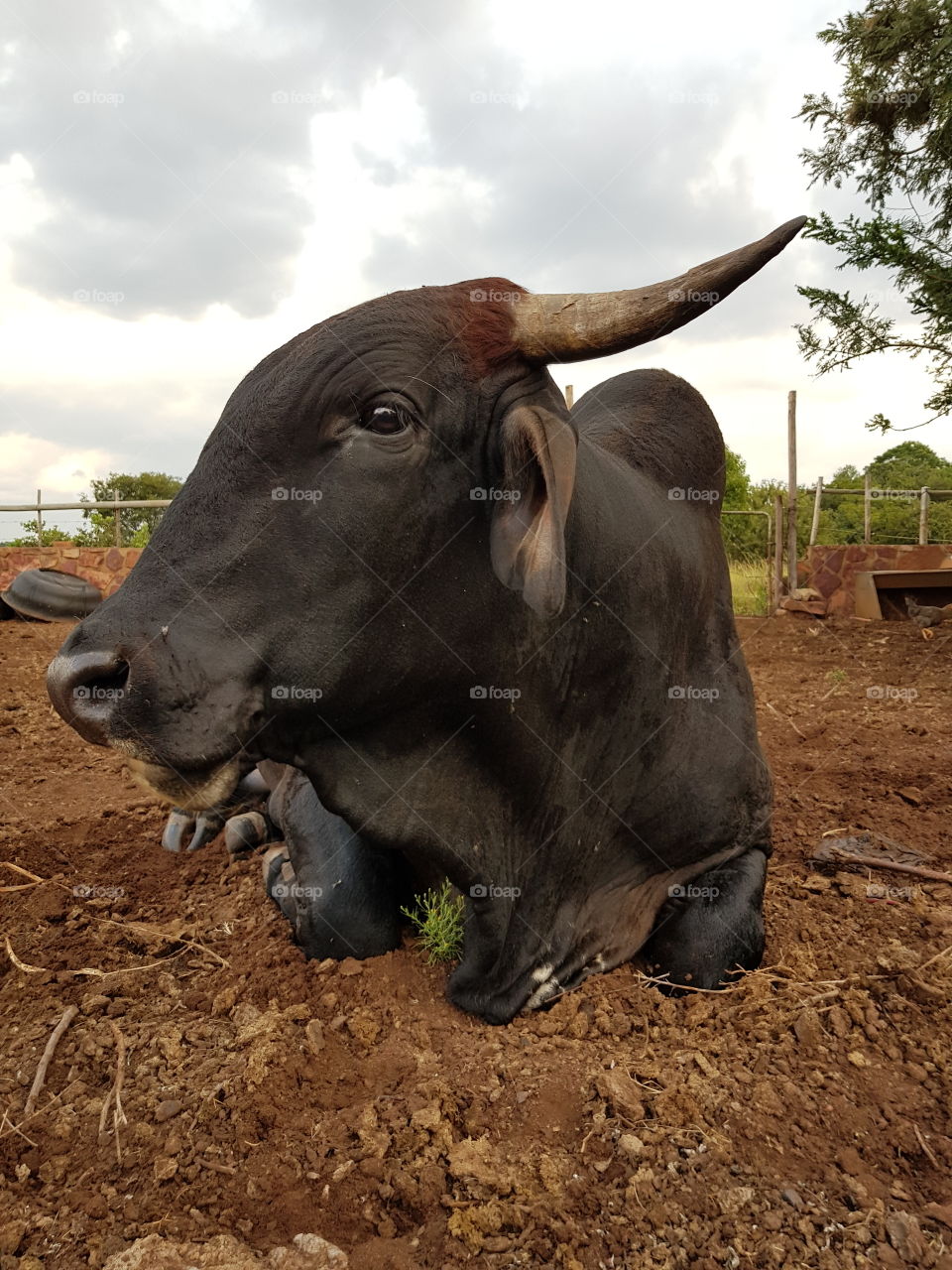 Nguni Cow Bull