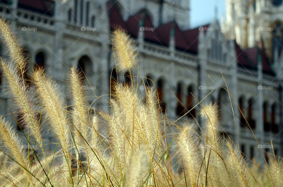 Close-up of plants in front of the Hungarian Parliament Building in Budapest.