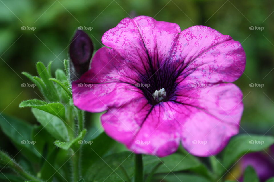 Pink Chinese rose