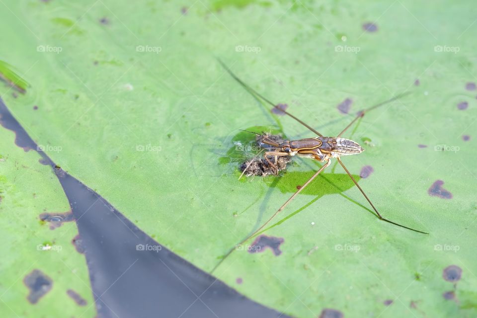 Portrait of a Water Strider on a Lily Pad