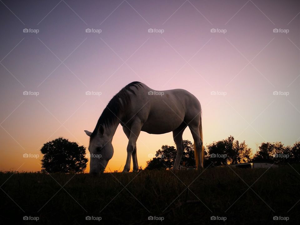 Horse grazing on grassy land at the time of sunset
