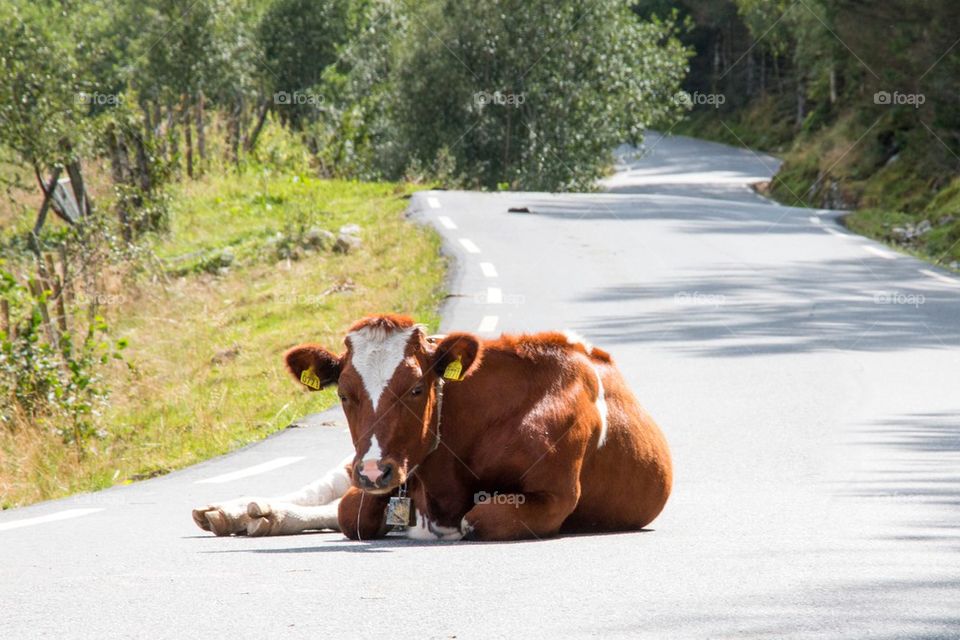 A cow blocking the road in Norway