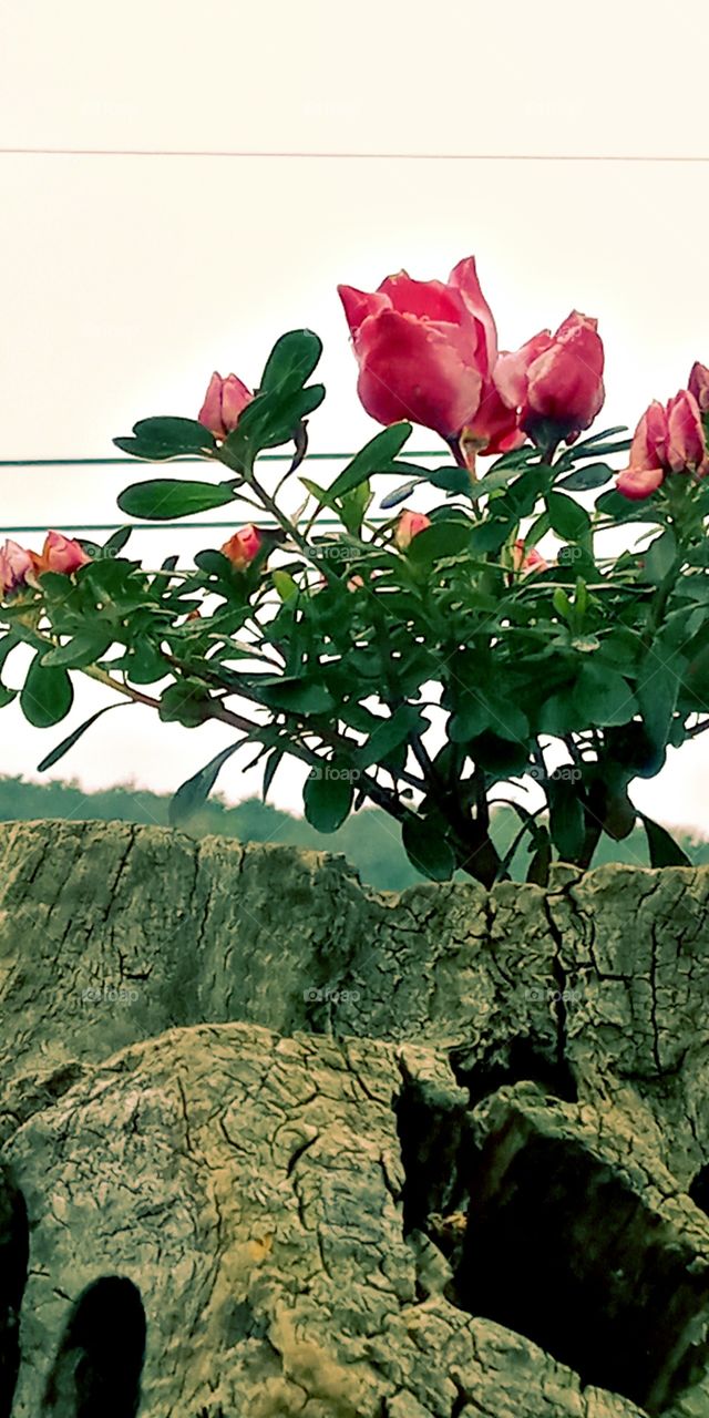 the pink friedhelm planted on the top of the wood.