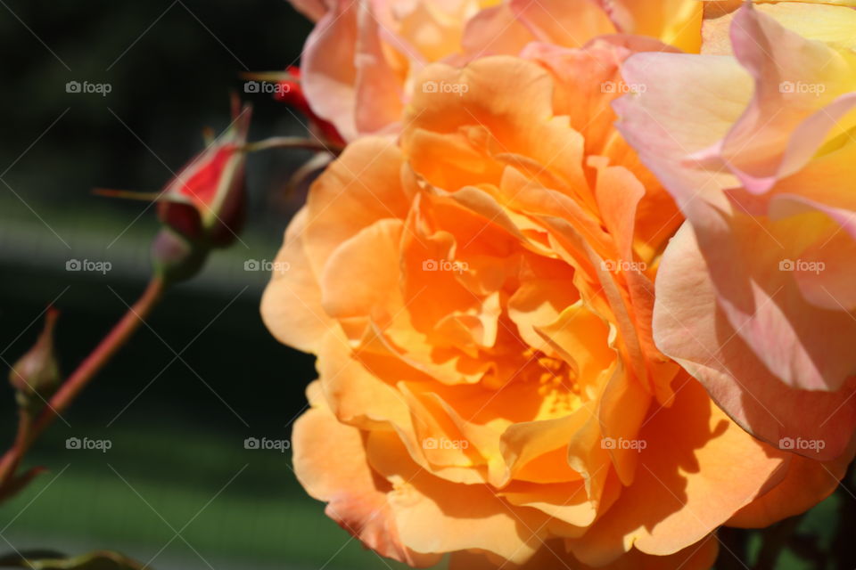 Extreme close up of orange rose