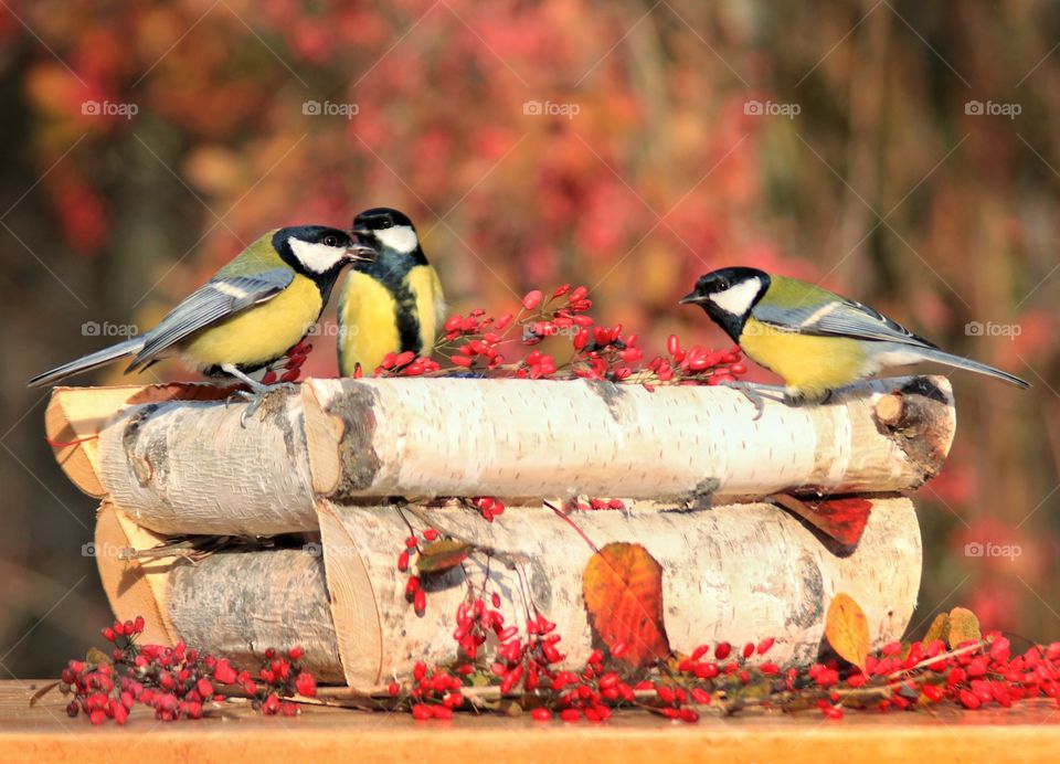 Three small birdies 