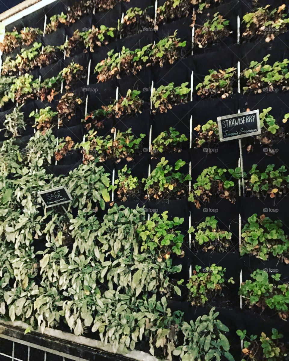 Herbs on a Wall at Anchor Steam Brewery 