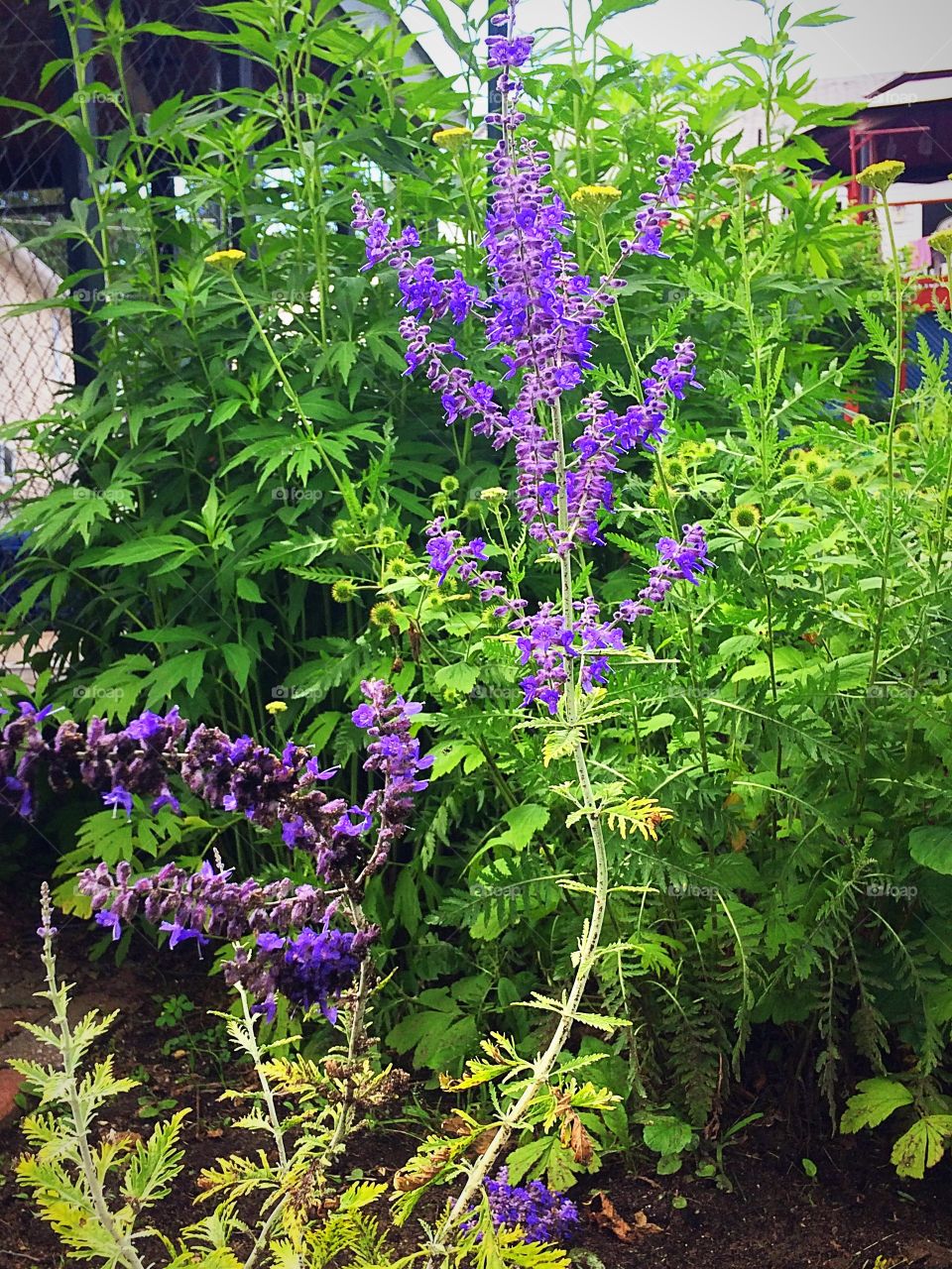 Purple flowers 