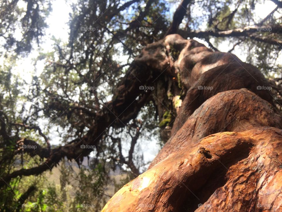 Parque nacional cajas 