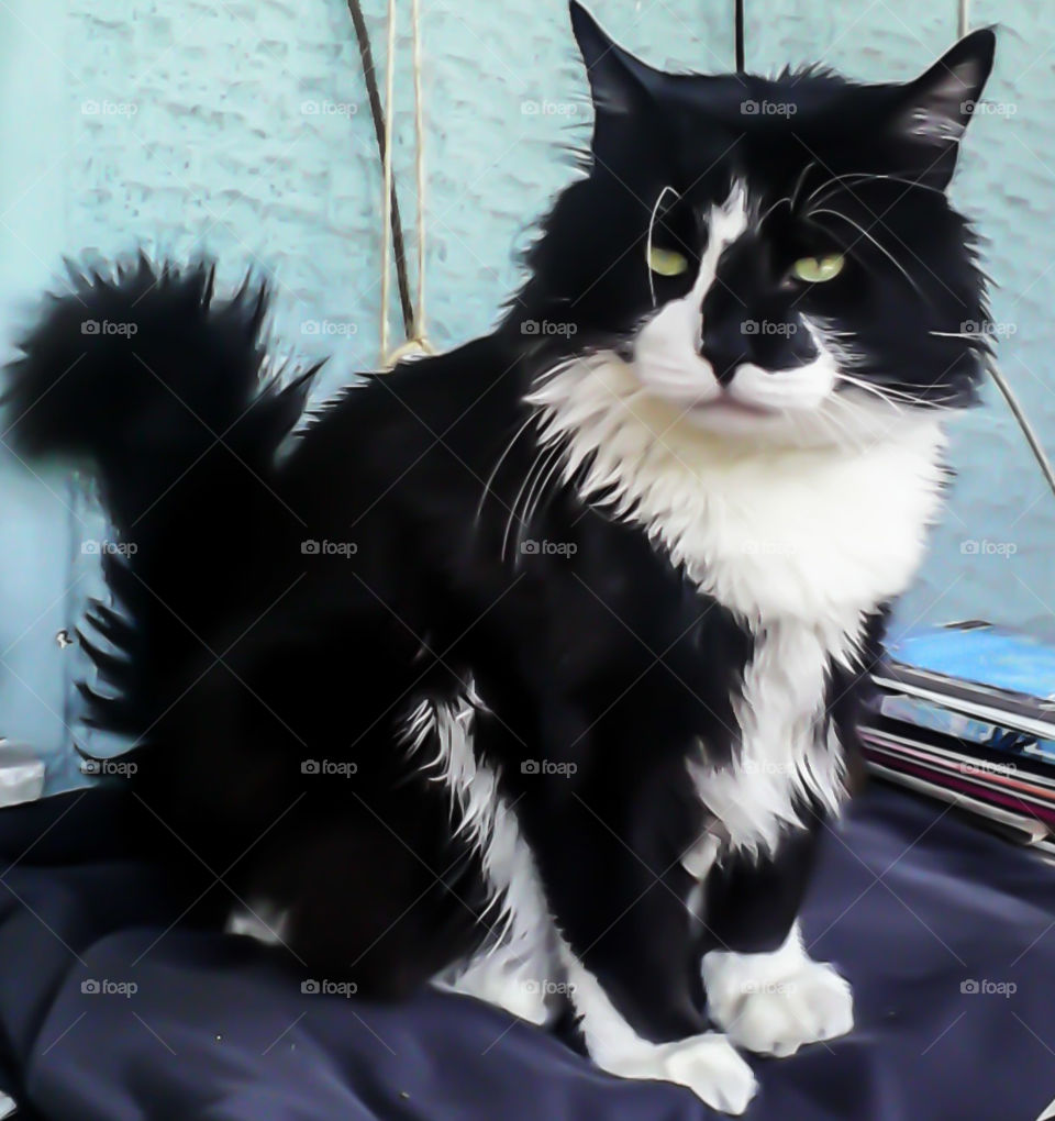 Cat black and white by elvio