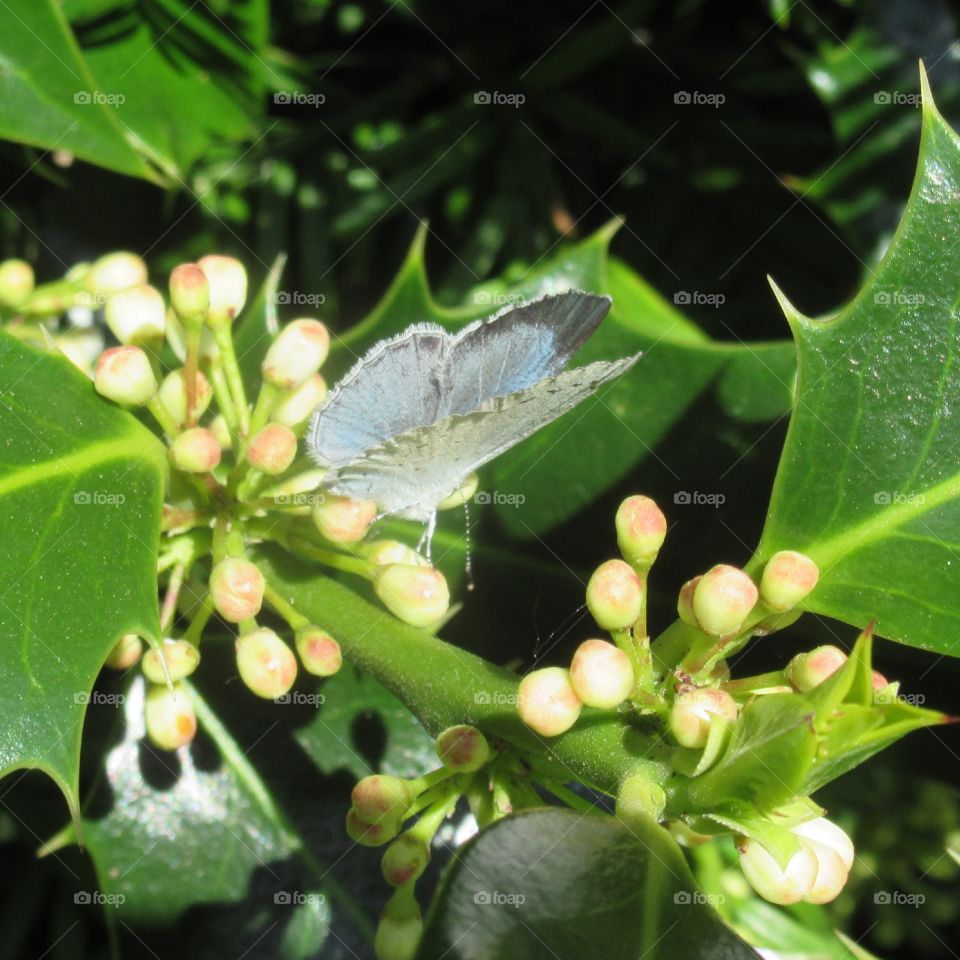 Holly blue butterfly 🦋