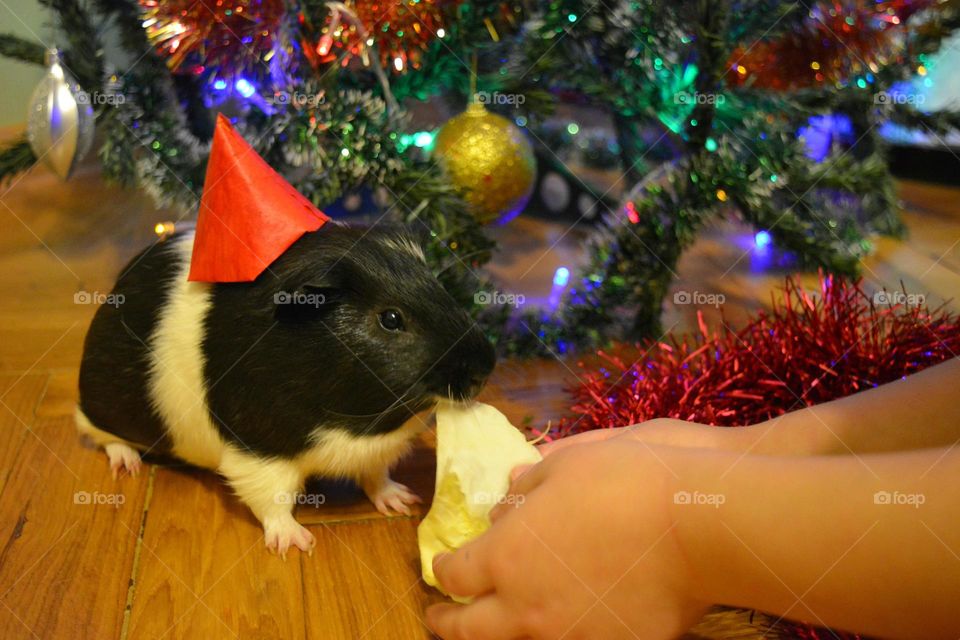 Person's hand feeding guinea pig