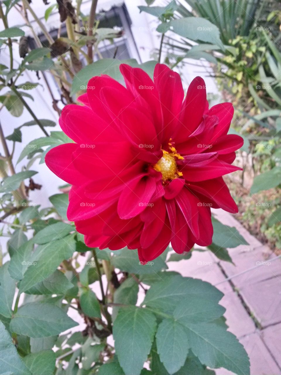 Nice red flower