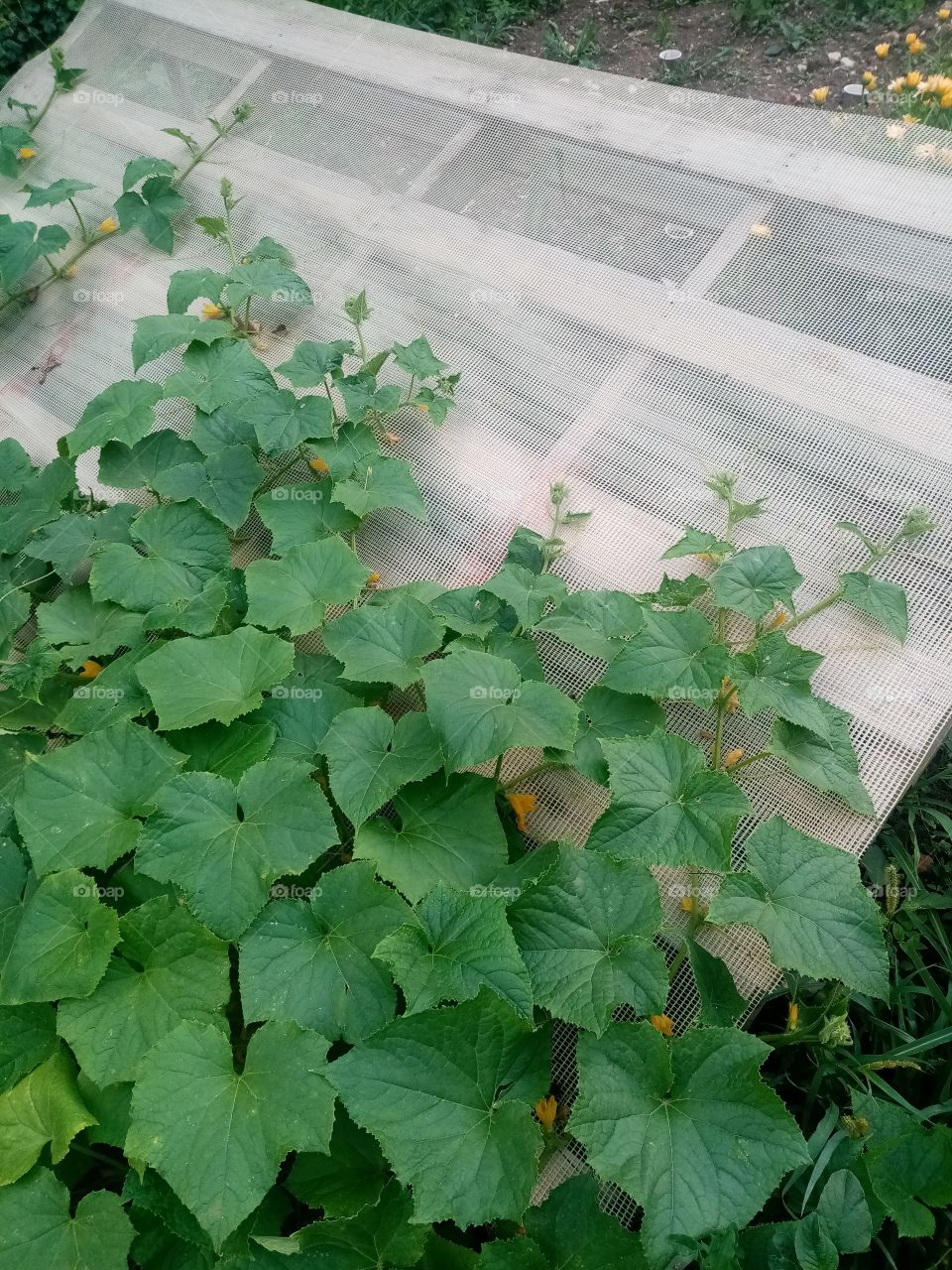 Permacultural garden