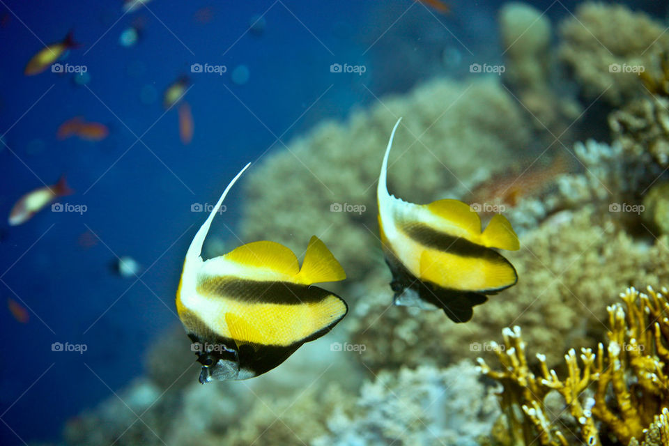 Pennant Butterflyfish.