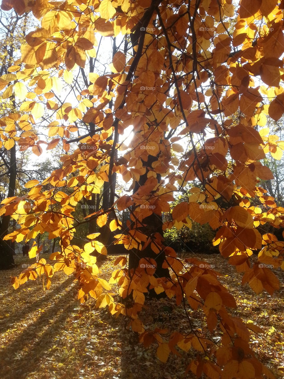 Autumn tree 