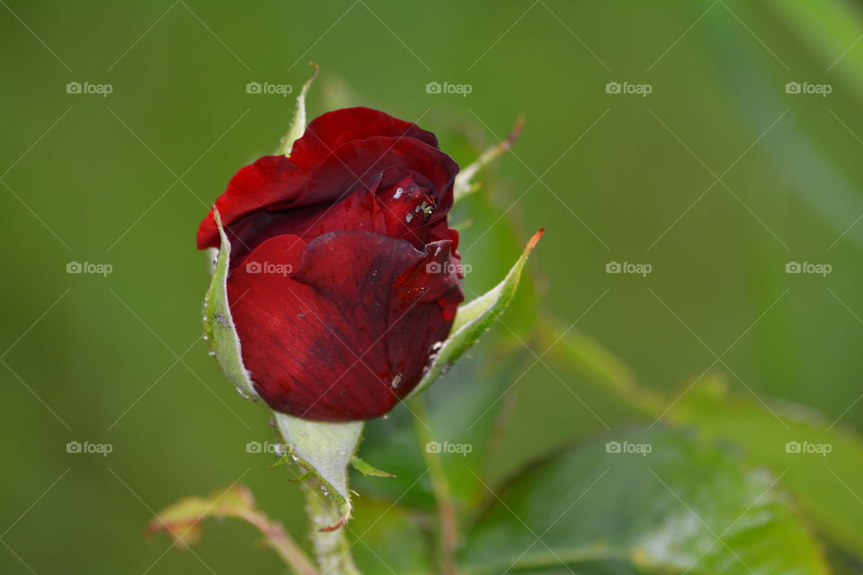 Mysterious flower Rose ..