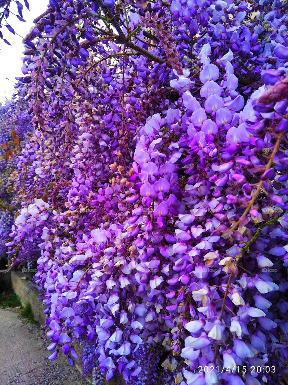 flowers protector of ghosts