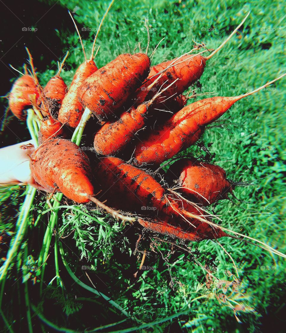 My carrots 