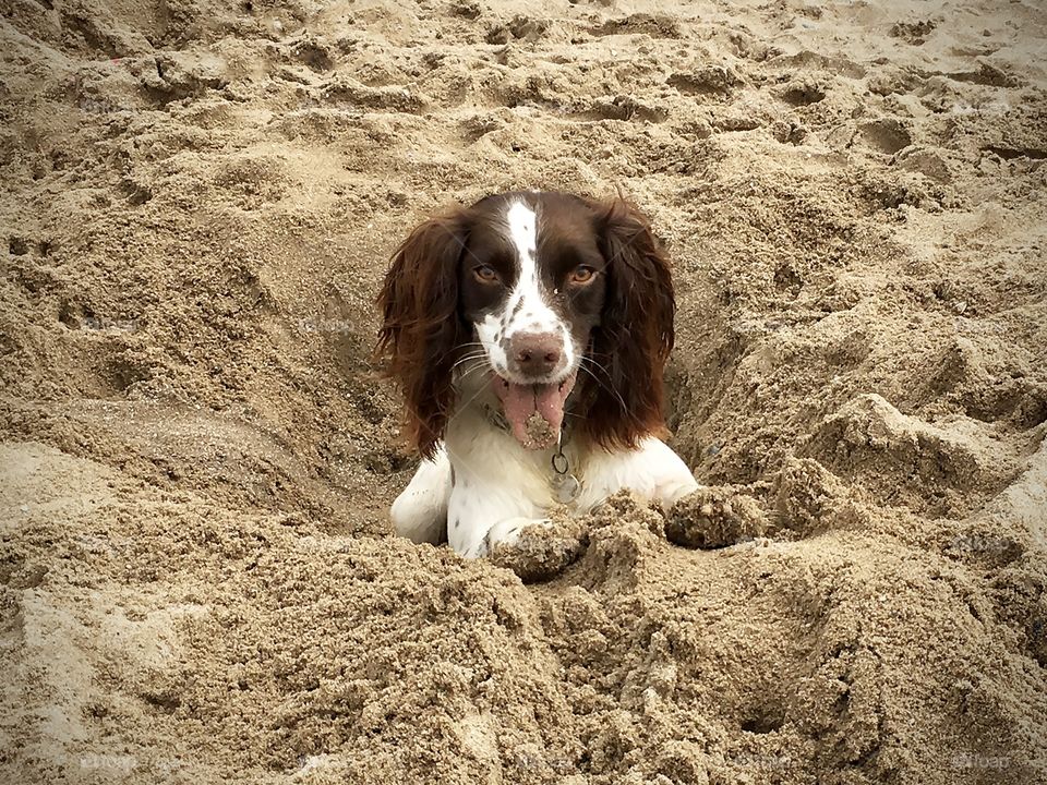 Springer spaniel in the sand